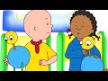 Caillou em Português | A Luta de Caillou e Clementine | 518 | Nova Temporada | Desenho Animado