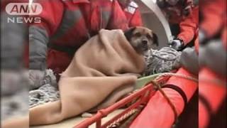 【地震】漂流していた犬を保護　海上のがれき上に（11/04/03）