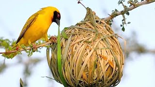 15 Most Amazing Nests In The Animal World! birds building nests