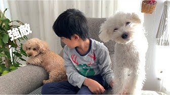 犬が首を傾げる音 Youtube 犬が首を傾げる音 Youtube