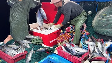Nghề Lưới Rê Nổi Ra Khơi Đánh Bắt Cá Ngừ Cá Bạc Má Cá Tay Áo - Dân Biển