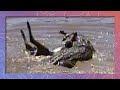 Crocodile Grabs Wildebeest | Zebras Get Lucky