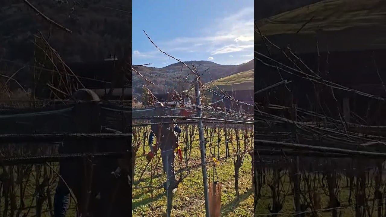 Prepruning.🪚@jeckweine 