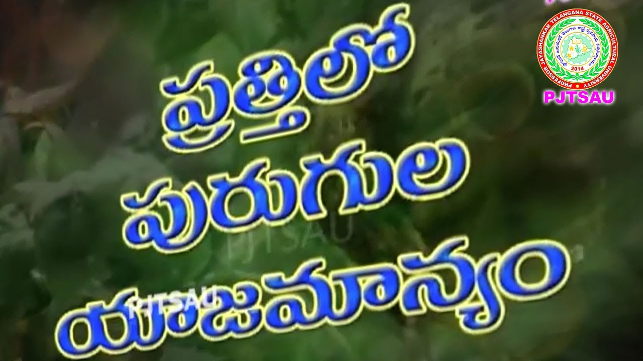 #PJTSAU Cotton Pests Helicoverpa ll Cotton Pink Bollworm ll Cotton Jassid ll PJTSAU