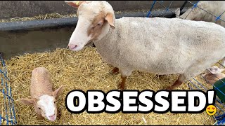 Twins, triplets, quads, quints... AND ONE RED LAMB!!! | Vlog 742