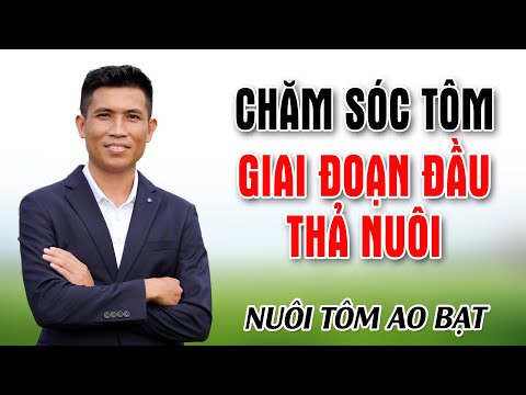 NUÔI TÔM TRÊN AO LÓT BẠT – CÁCH CHĂM SÓC TÔM GIAI ĐOẠN ĐẦU THẢ NUÔI | Trần Quang Huy Official