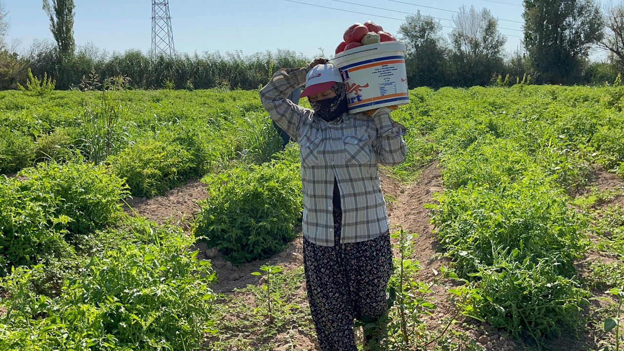 Anadolu’nun Bereketli Topraklarında Pembe Domates Hasadı