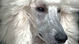 Standard Poodle Puppy’s First AKC Show