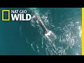 Why Are Gray Whales Losing Their Tails? | Nat Geo Wild