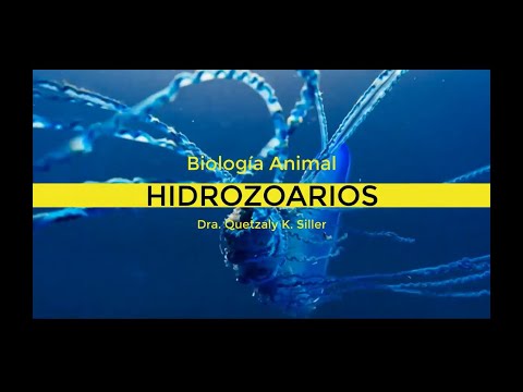 Video: ¿Qué es una picadura de hidroide?