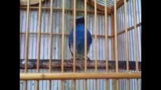 Suara Kicau Burung Tledekan Biru Betina | Burung Selendang Biru Gacor