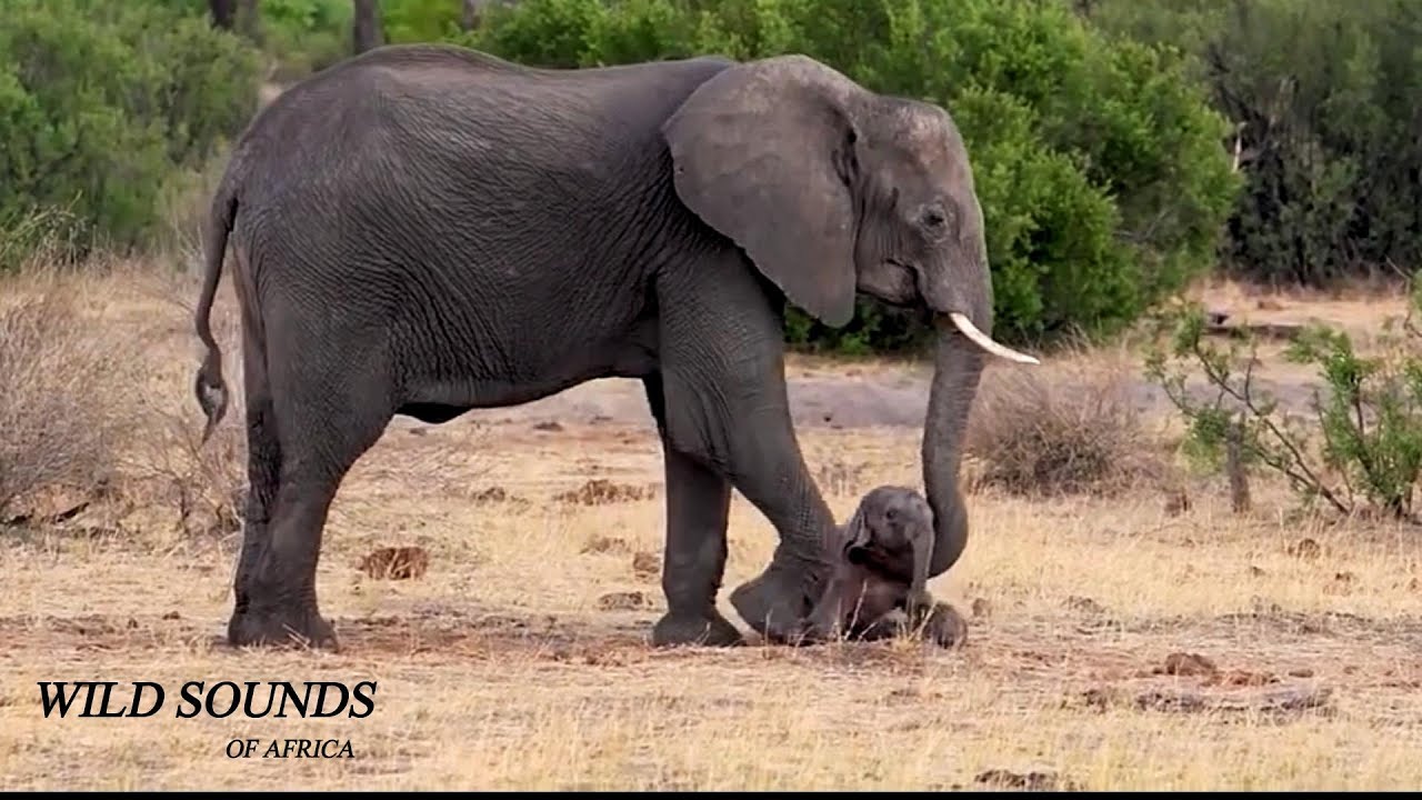 Newborn Elephant Struggles – Scream Rumble Sounds – Africa Wild Animal Sound