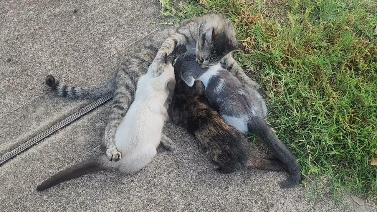 Mama Cat nursing her babies. YouTube