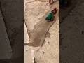 I build mini road for mini city I Day 3