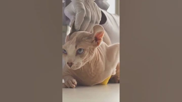 Video 6387191: hairless sphynx, sphynx cat, sphynx explore, hairless pets, hairless wonders, pet traveler