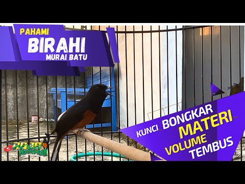 Cara gampang pahami Birahi Murai batu.