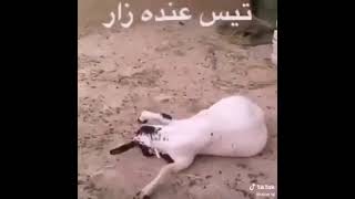 تيس فيه زار ( باكستاني )