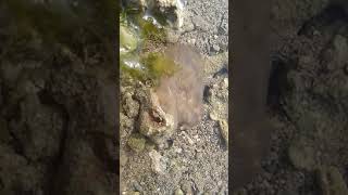 flatworm movement