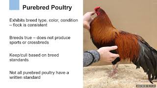 Breeding purebred poultry