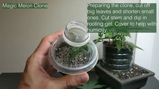 Seed to Cannabonsai Episode Two (wire work, nutrients, trimming/topping, and autoflower cloning)
