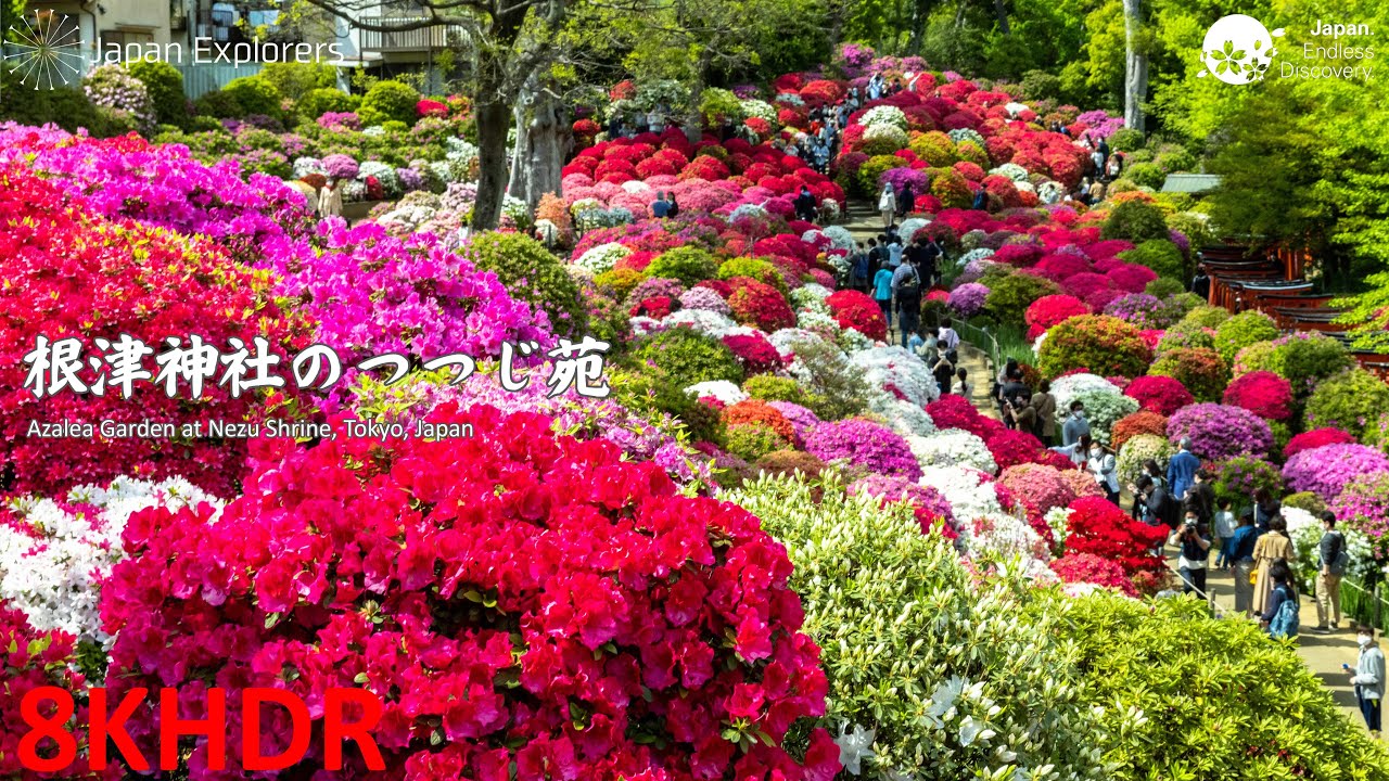 根津神社のつつじ苑 Azalea Garden at Nezu Shrine 8KHDR - YouTube