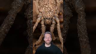 Weird bug I found