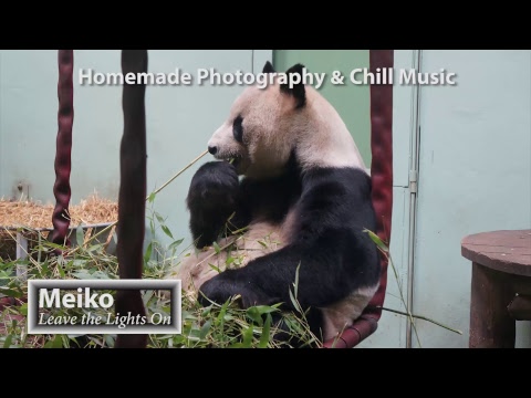 Deep & Tropical House Chill Music Live 24/7 Nature Photographs