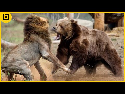 15 Even Match-Ups Between Powerful Animals Caught On Camera