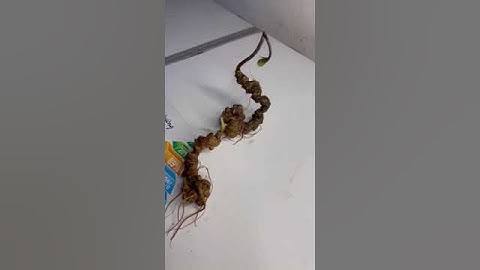 #sâm_ngọc_linh_rừng Cặp sâm rừng 140gam dài cong 60cm 1 củ 12 năm tuổi 1 củ 20 năm zá 8.2tr