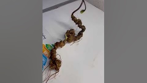 #sâm_ngọc_linh_rừng Cặp sâm rừng 140gam dài cong 60cm 1 củ 12 năm tuổi 1 củ 20 năm zá 8.2tr