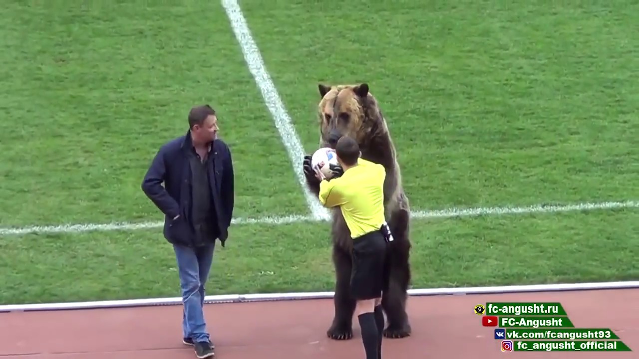 Медведь футболист киев