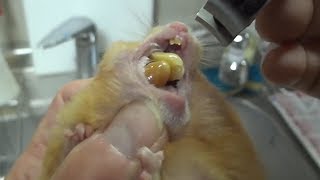 عندما حاول هذا الرجل تقليم وقص أسنان حيوان الهامستر الذي يملكه اكتشف هذه المفاجأة