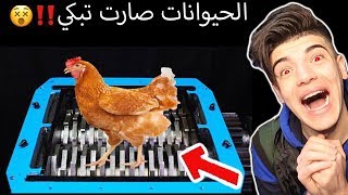 شخص يضع حيوانات حقيقية في جهاز الفرم !!  🇸🇦  اتحداك ماتبكي #بلال رياكشن 🤬😭  !!