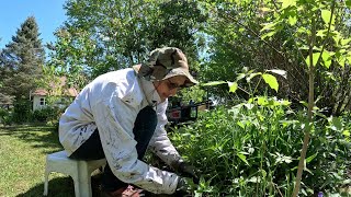 Weeding the Flowerbeds