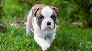 Cute And Funny American Bulldog Puppies 😍