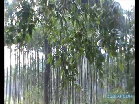 Silent Valley National Park video
