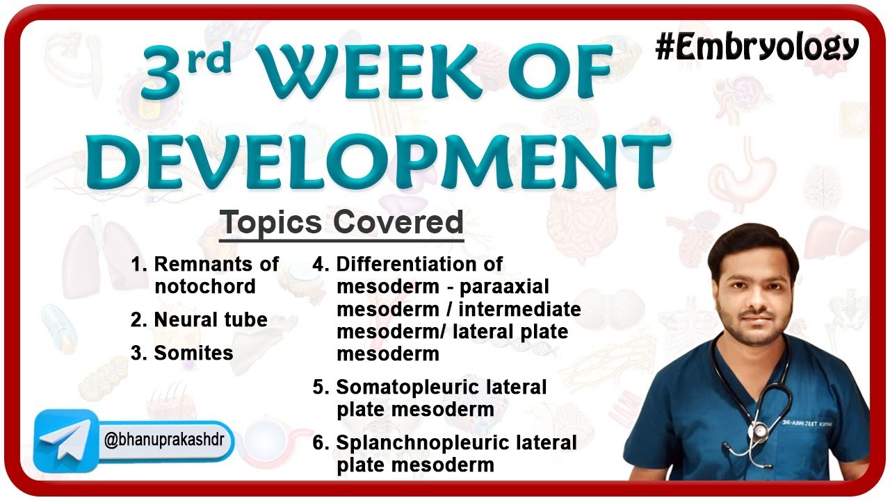 Embryology - 3rd week of Development || Part - 2 - YouTube