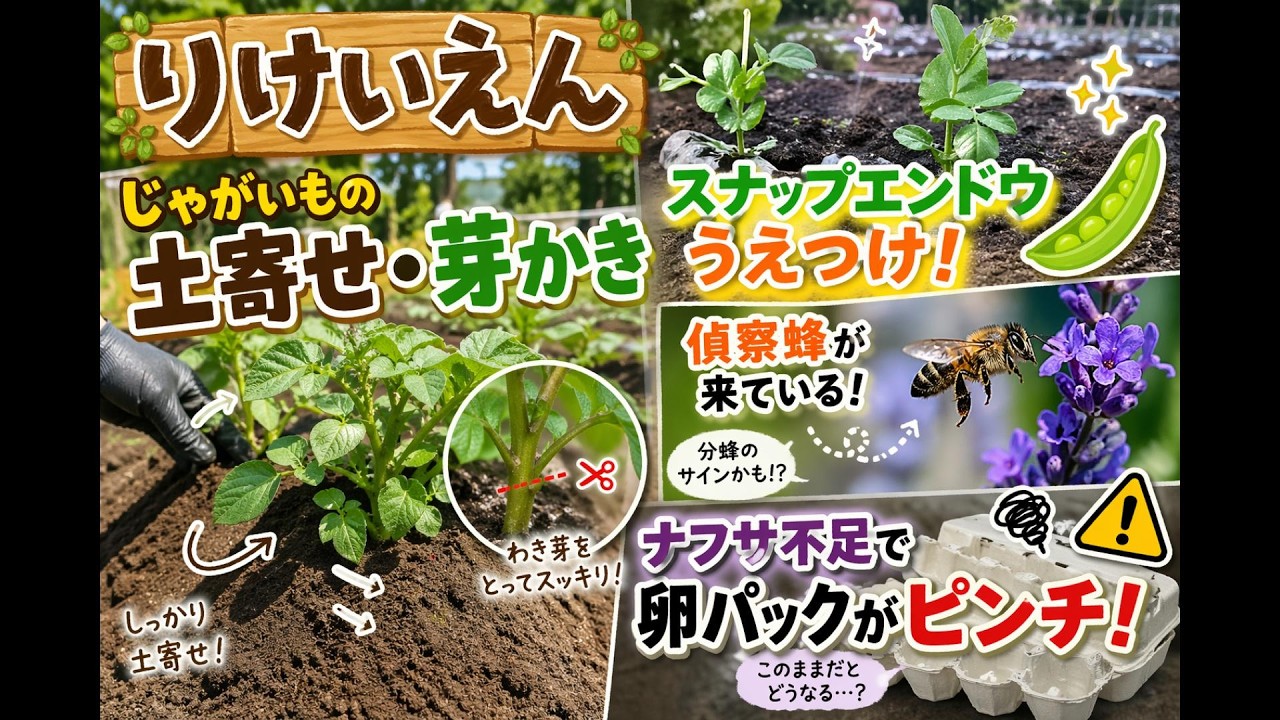 じゃがいも最後のお世話+荒地にエンドウ苗ズボラ定植で一体どうなる？ナフサ不足で養鶏で使うアレがヤバイ!?偵察蜂来てます【家庭菜園・養蜂・コメント返信】
