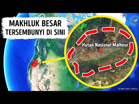 Video: Sesuatu Yang Besar Dan Mengerikan Di Hutan Saya