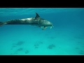 Встреча с Дельфинами в Красном море ! Хургада 2017