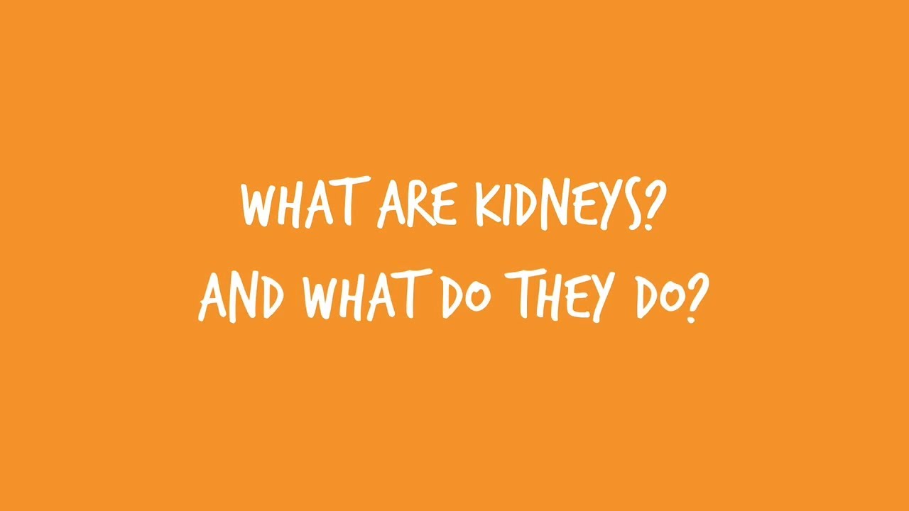 Youtube Video What are the kidneys? What do they do?