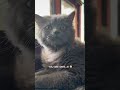 DONT LOOK!! 👀 #cat #viral #viralshorts #funny #funnycats