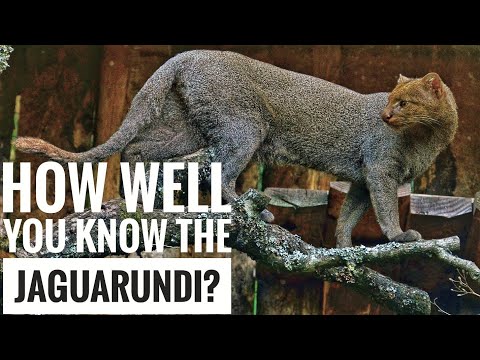 Jaguarundi || Description, Characteristics and Facts!