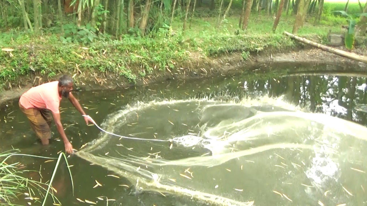 Fishing With Net in Small Village Pond Fish Catching (Part2) YouTube