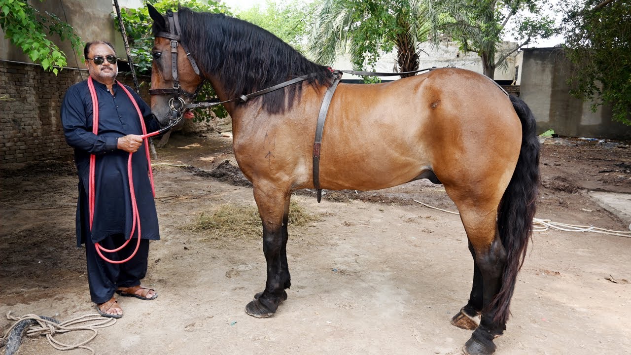 Badshah Zuljanah In Multan, Extreme Big Size Horse, The World Biggest