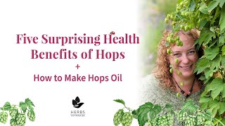 Medicinal Hops Benefits | Humulus lupulus + Hops Oil Recipe