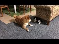 名前は「はち」です🐈‍⬛