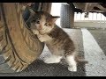 「連れて帰っていい?」夫が送ってきた子猫の画像 妻の反応は…感動する話