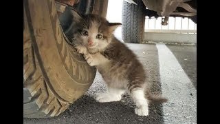 'Can I bring it home?'  A man sent the kitten's photo to his wife.   Moving story