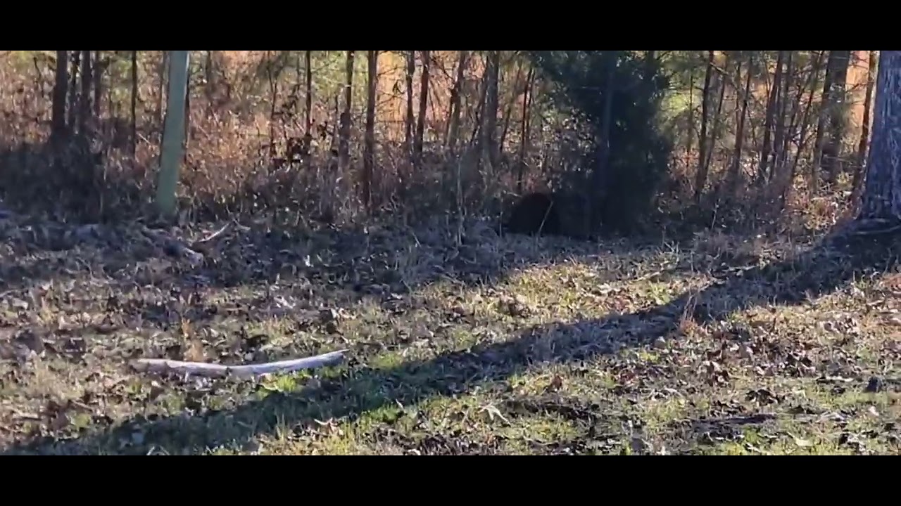 Телёнок №10 родился сегодня весной 2026 года.